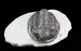 Bargain, Gerastos Trilobite Fossil - Morocco #69110-1